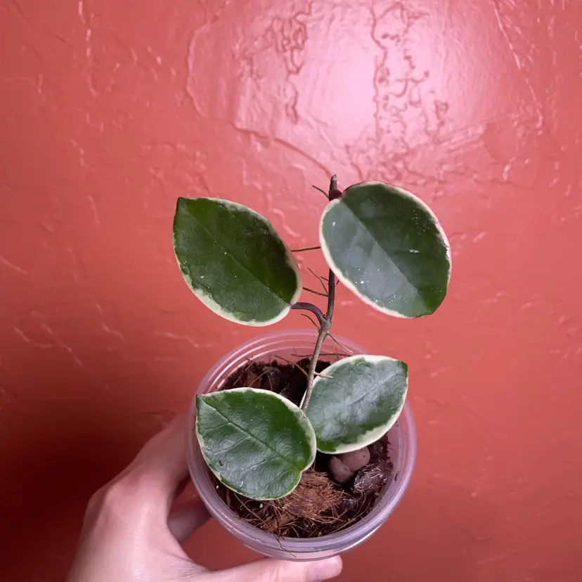 36 Hoya Carnosa outer variegated