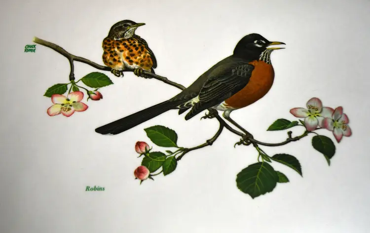 Vintage 1970's Lot Of Four Chuck Ripper Double Sided Bird Rubberlike Placemats