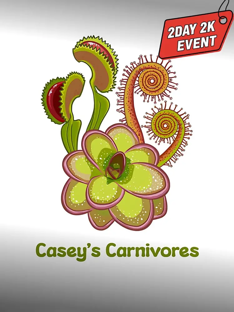 2 Day 2K Pinguicula!