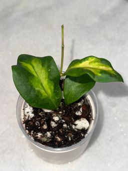 Hoya mindorensis ‘Purple Star’ variegated - 3 inch pot