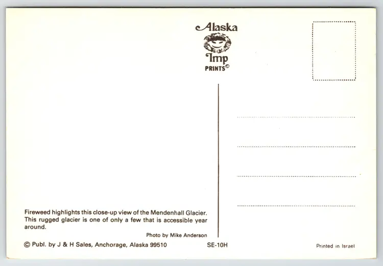 Postcard Fireweed Mendenhall Glacier Beauty near Juneau Alaska Glaciology