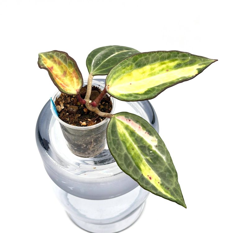 Hoya latifolia POG