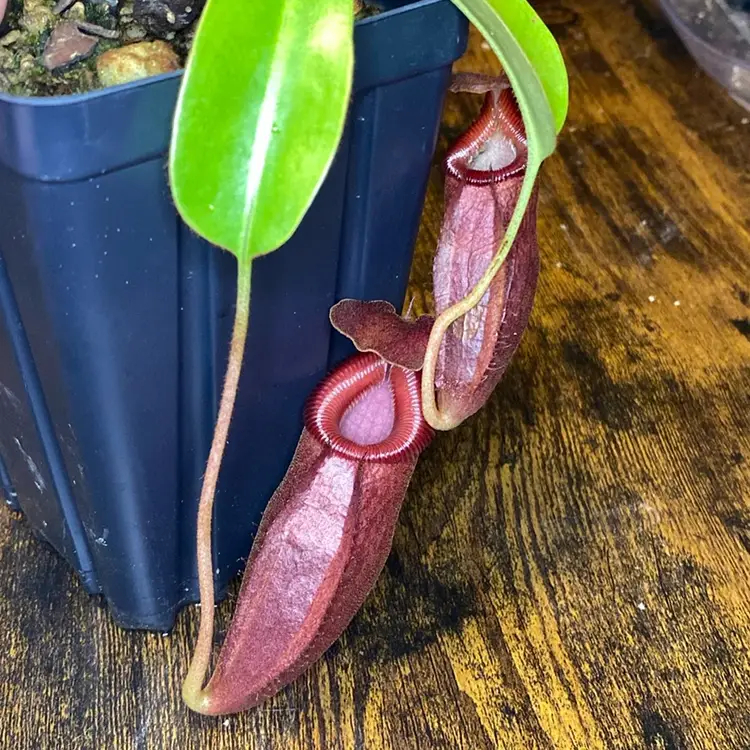 Nepenthes ‘’’Miraville’’’