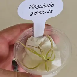 Pinguicula gypsicola