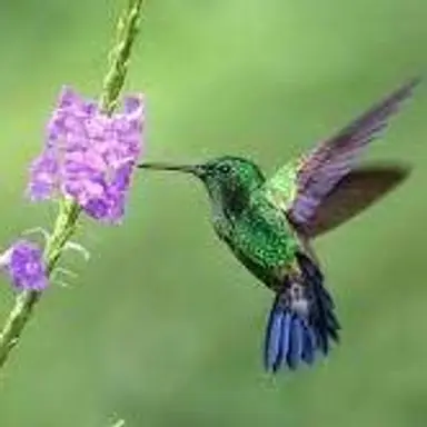 HummingBird's Haul
