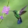 HummingBird's Haul