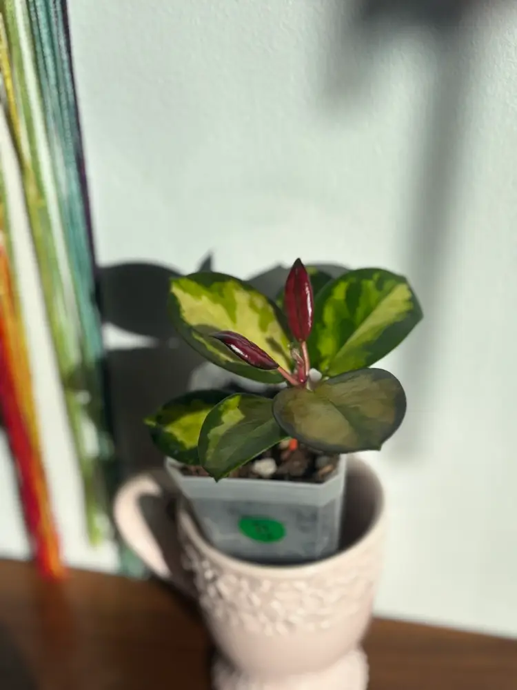 Hoya australis ‘Lisa’ [B]