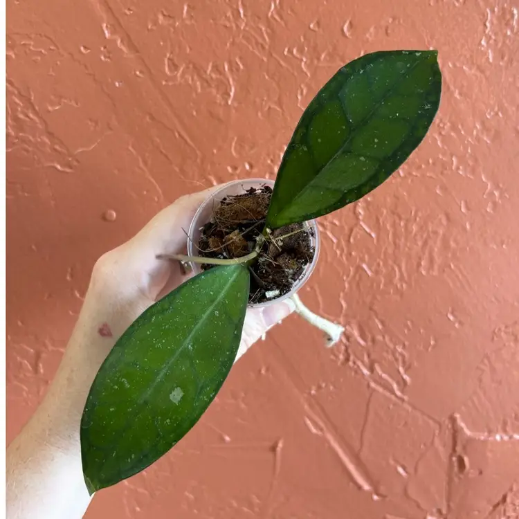 Hoya ‘Sinag’ GTX 64
(elliptica (Thailand) x Gunung Gading)