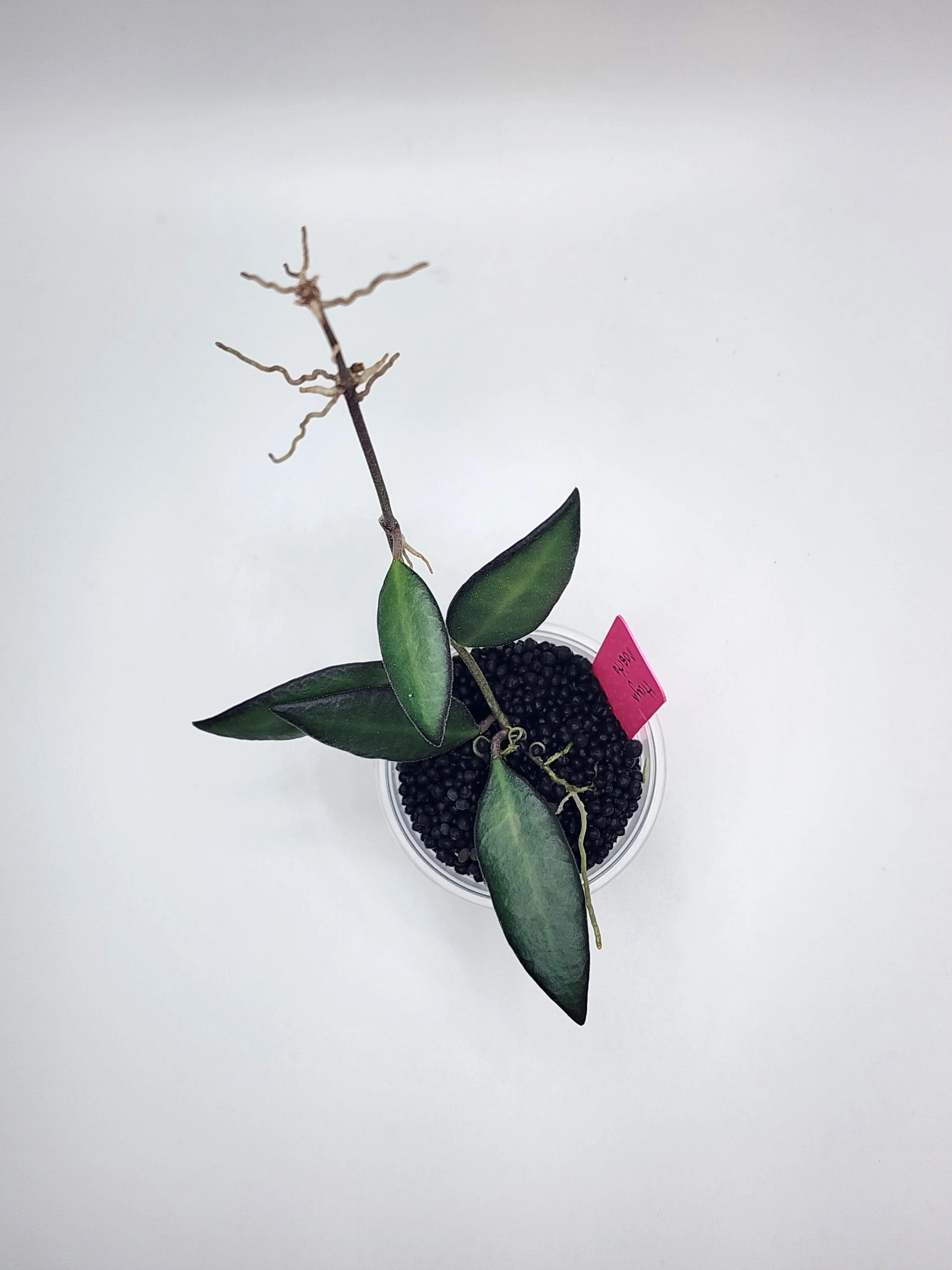 Image 2 of 2