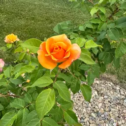 Costume Jewelry Choice