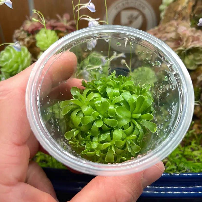 Pinguicula Esseriana Giant - Tissue Culture Small