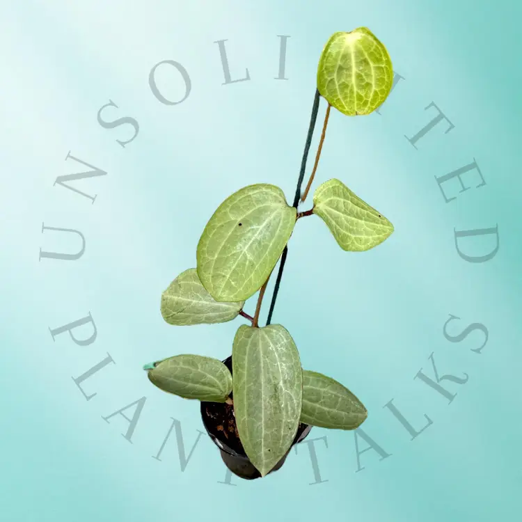 PS0689 - Hoya latifolia ‘Filea’