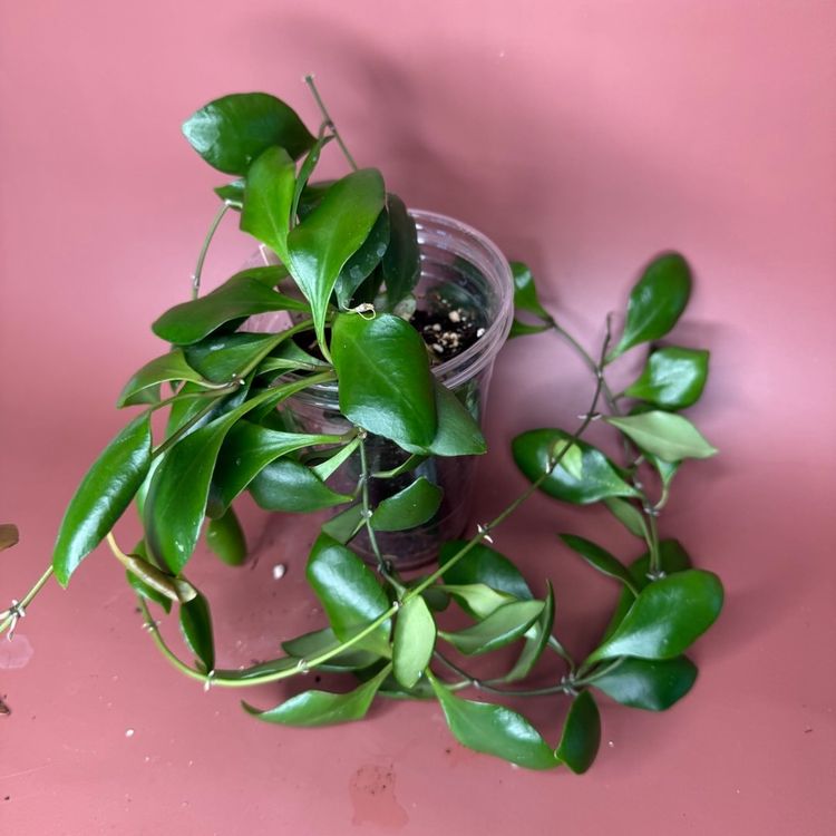 #3653 Hoya Bilobata