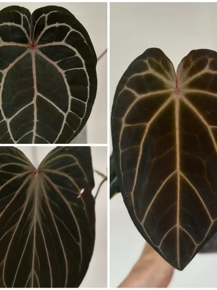 Wednesday Live With Papa!