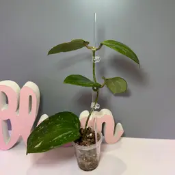 70 Latifolia ‘Snow Queen’