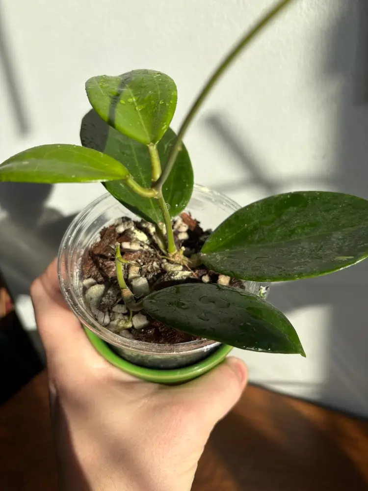 Hoya verticillata red leaf narrow