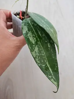 Hoya latifolia (reverted silver from Indonesia)