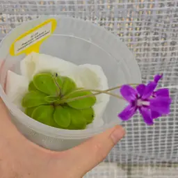 SC-38 Pinguicula koehres x (emarginata x moranensis)