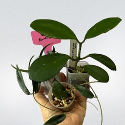 010 Trio special Paradisea pink, meliflua seed op, Ovalifolia baby