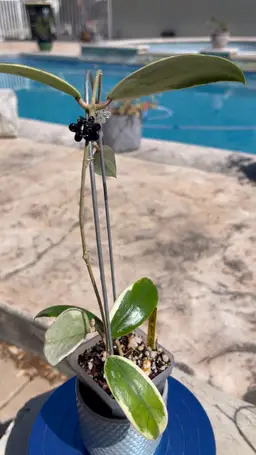 Hoya acuta albomarginata