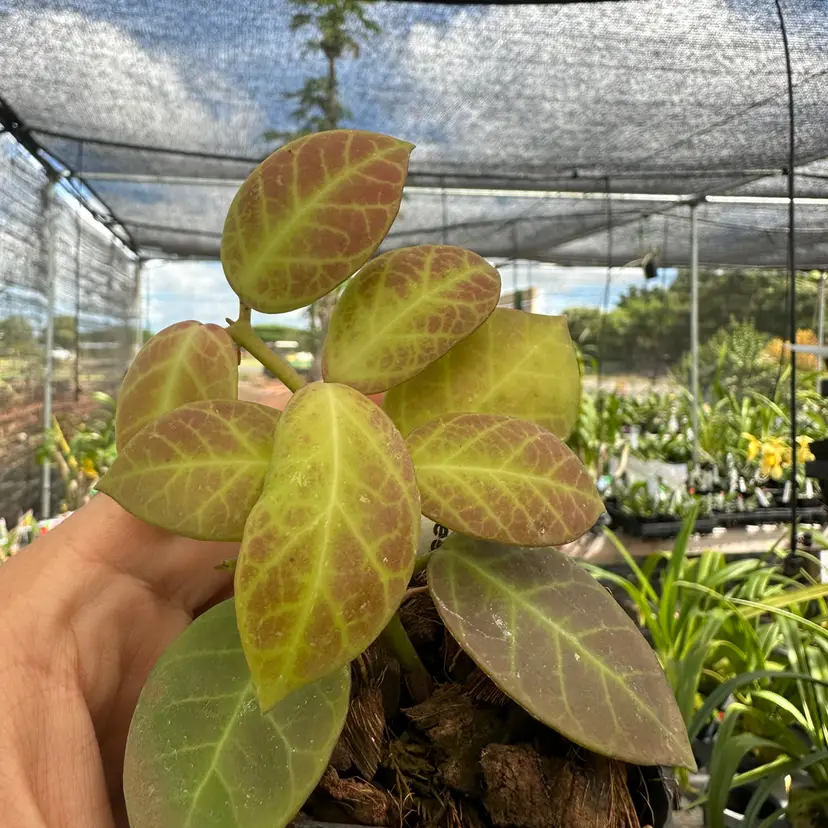 Hoya obscura seedling (pink flowers) UPT004