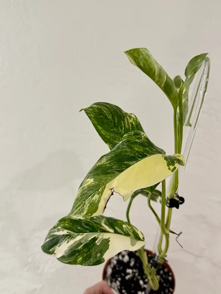5” Variegated Monstera Lechleriana ( Growers Choice )