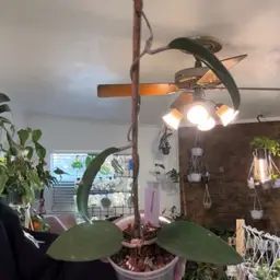 Vittelina not fuscomarginta