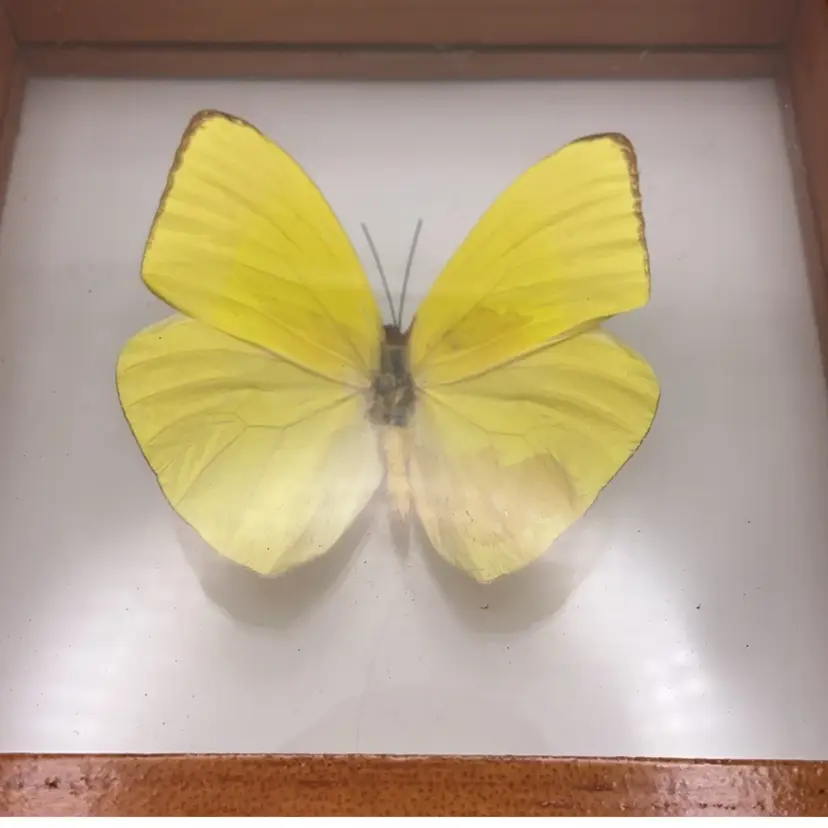 Taxidermy Framed Butterfly Rhabdodryas Trite Frame 4.75" x 4.75"