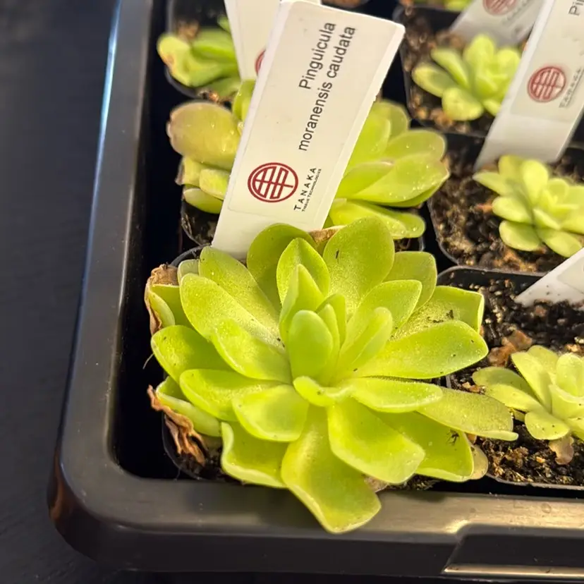 Pinguicula Moranensis Caudata