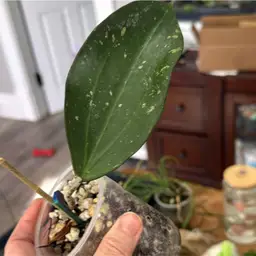 Black Magic Chocolate