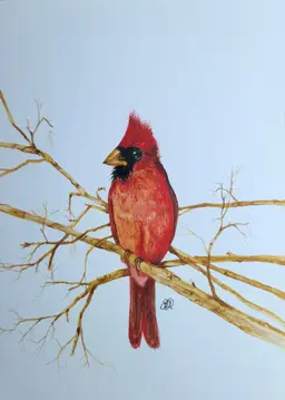 Cardinal Original Watercolor Painting Signed By The Artist 5x7