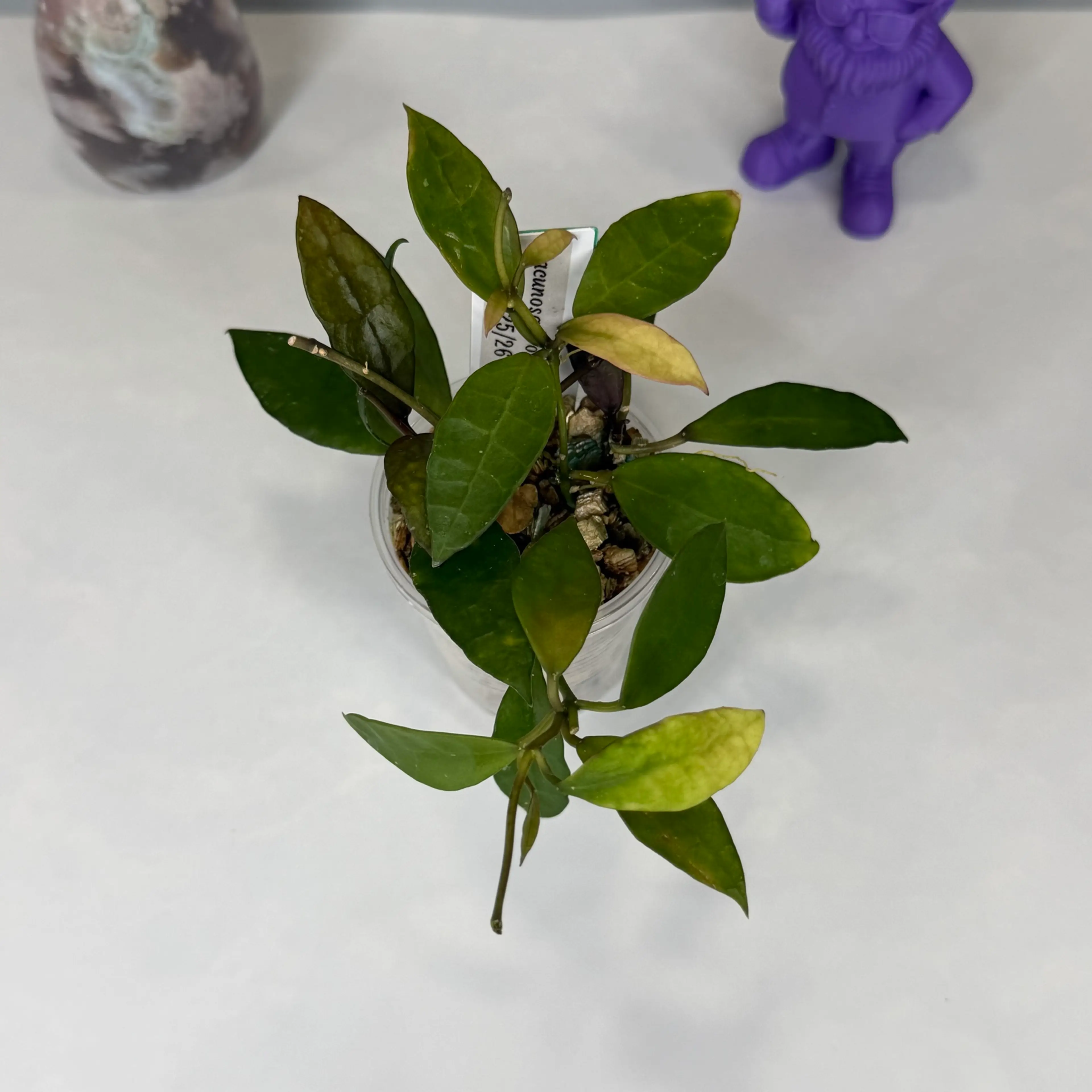 Image 2 of 2