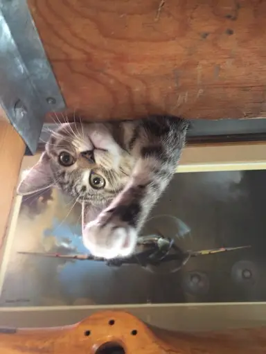 Tuesday Night Unbox Auction And Thrift Scores!!!