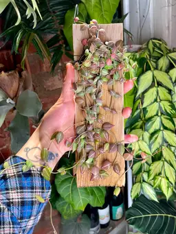 Mounted dischidia ovata one stripe