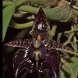 Bulbophyllum cornutum x reticulatum