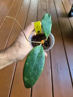 Hoya finlaysonii Dark flower