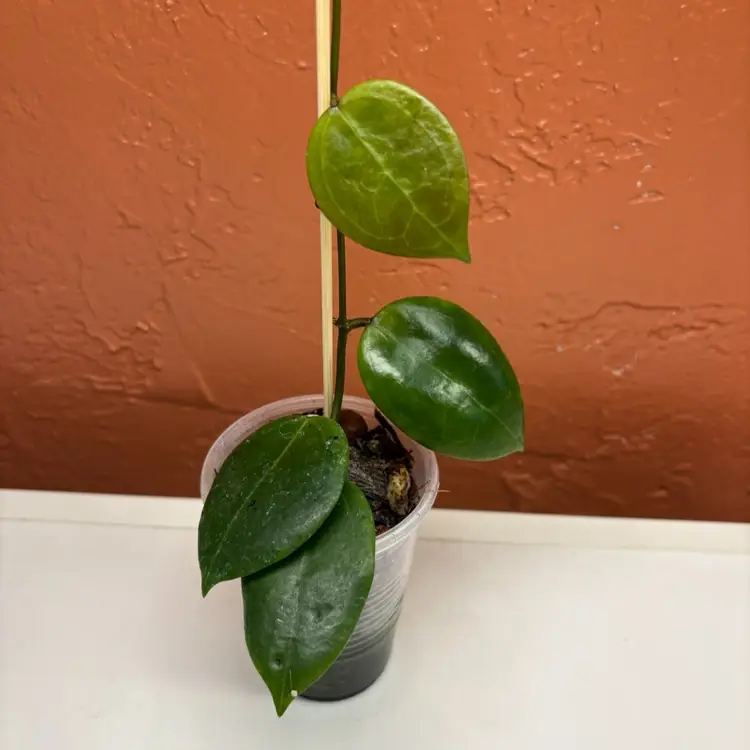 1025 Hoya dolichosparte