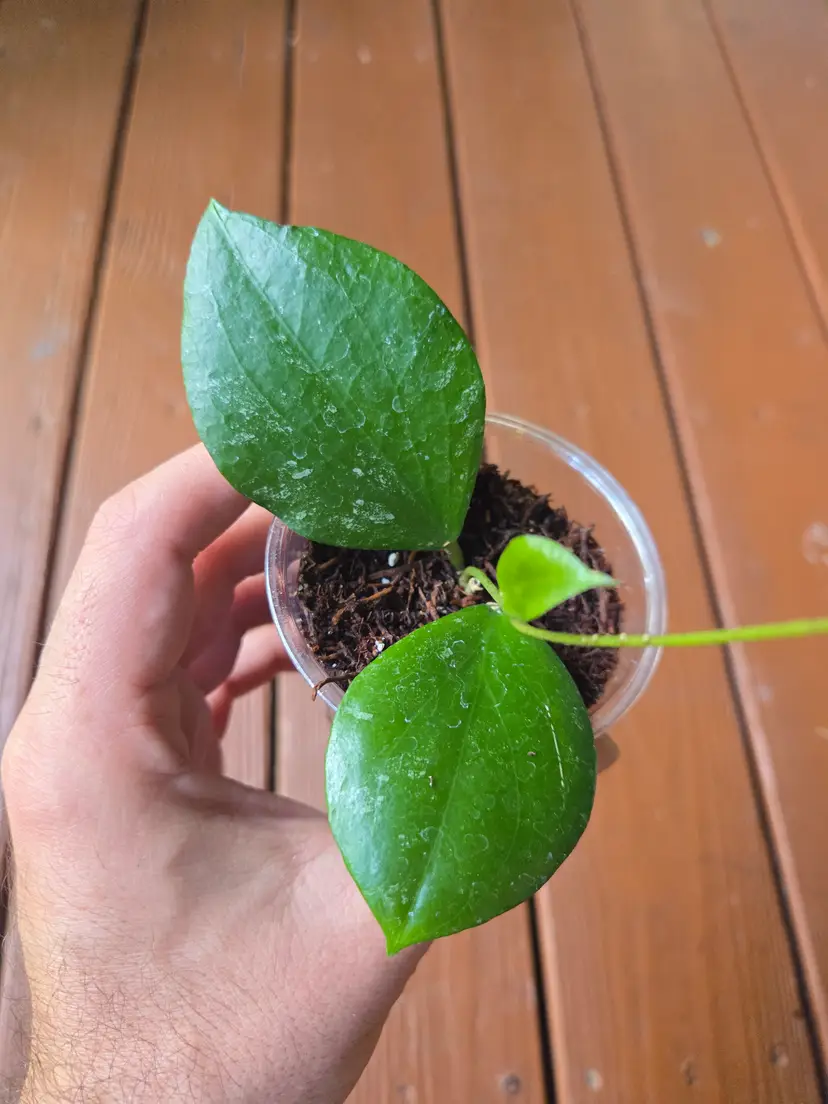 Hoya LP006 Erythrina x caudata
