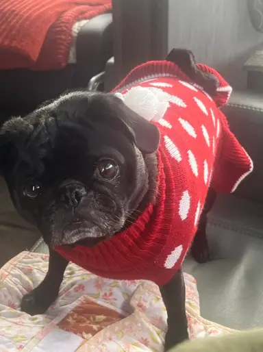 Niknax Anniversary Sale! $3 Starts On Christmas Decor!