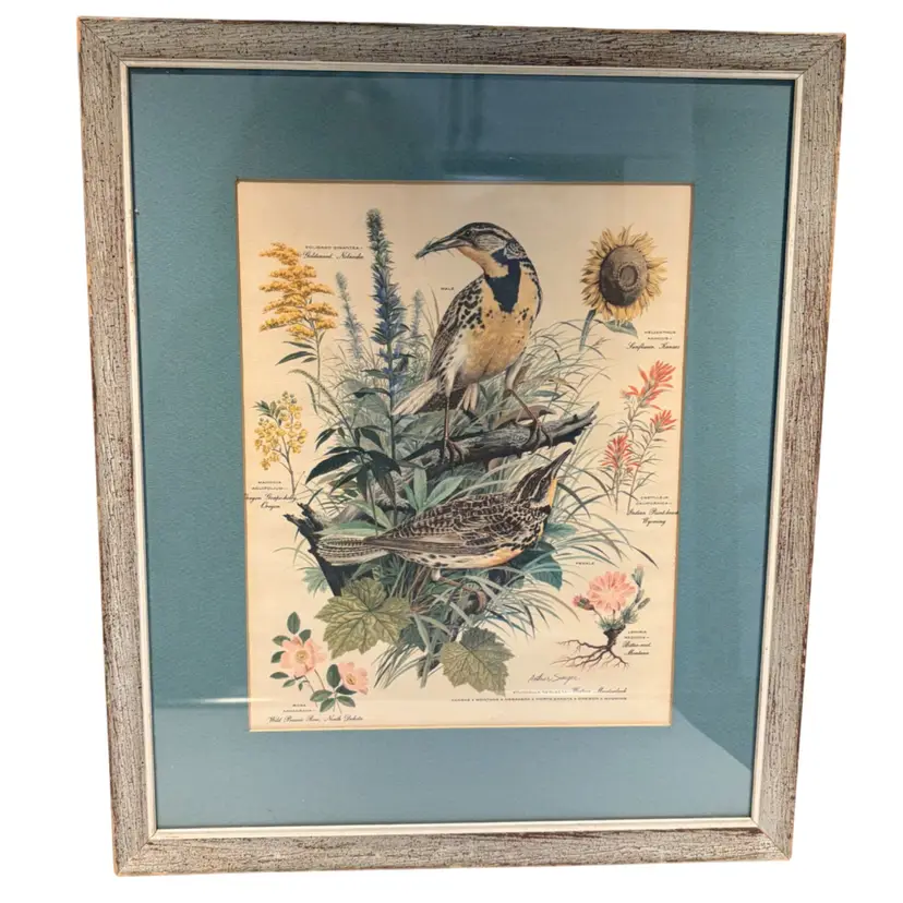 Framed Lithograph Print Vtg. - “Western Meadowlark" (Print No. 7) Signed by renowned mid-century wildlife illustrator Arthur Singer- 15”x 13”