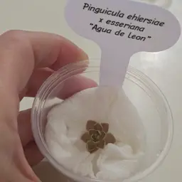 Pinguicula ehlersiae x esseriana "Agua de Leon" (SG)