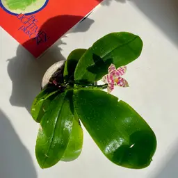 Phalaenopsis. Lyndon mix zebra Rare hybrid orchid