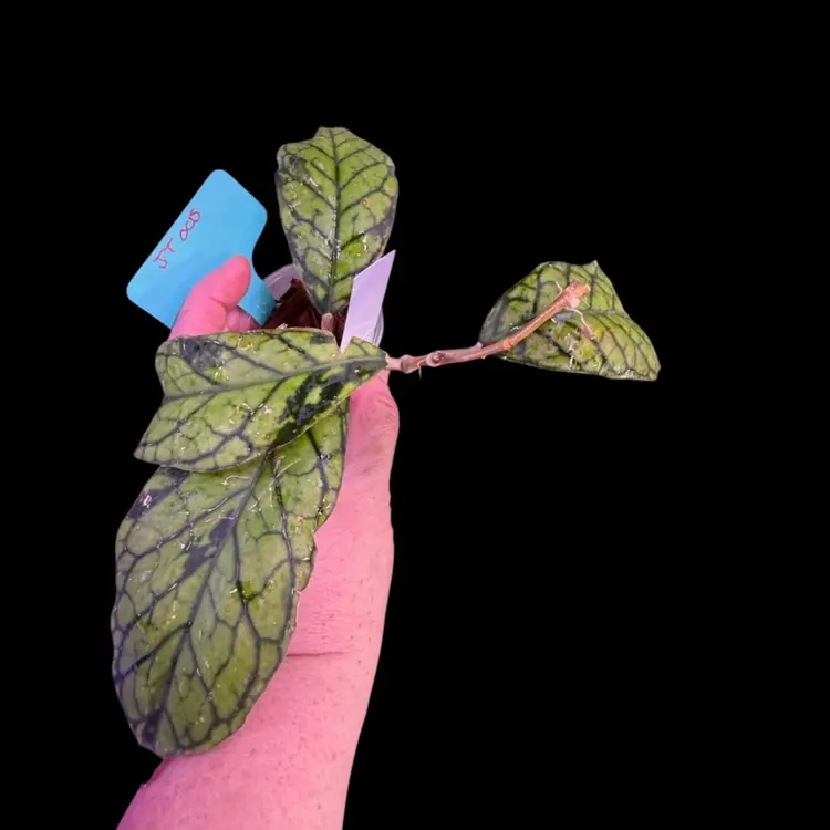 Hoya Callistophylla Sekadu