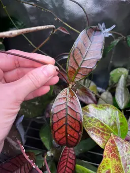 H Ganung Gading *fresh cut*