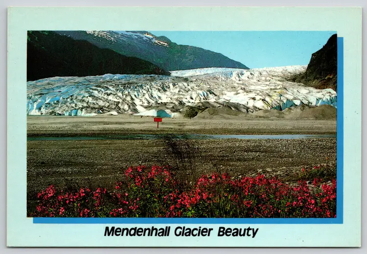 Postcard Fireweed Mendenhall Glacier Beauty near Juneau Alaska Glaciology