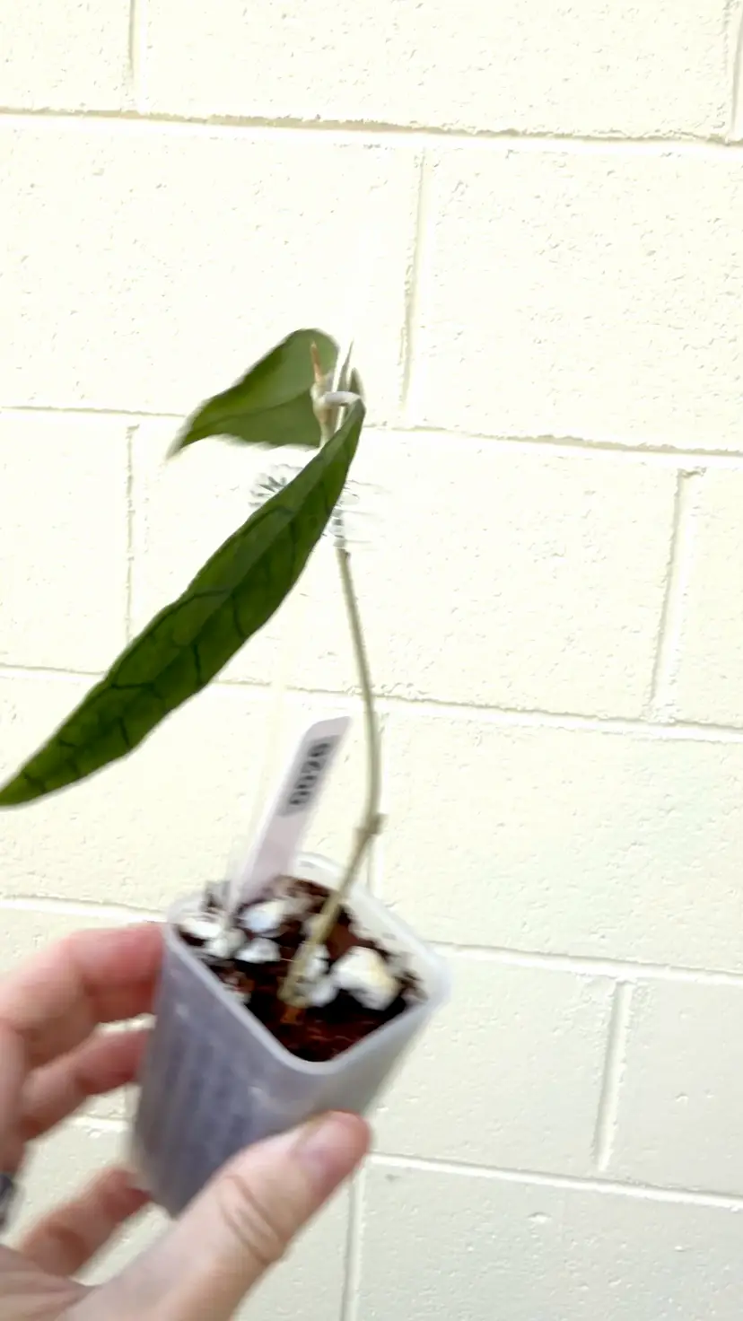 0026 Finlaysonii Narrow Leaf