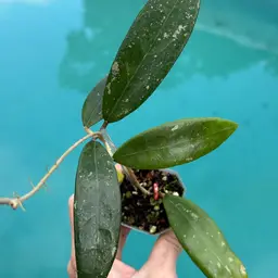 179 Hoya verticillata sp. Bogor x unk. (from OP seedling)