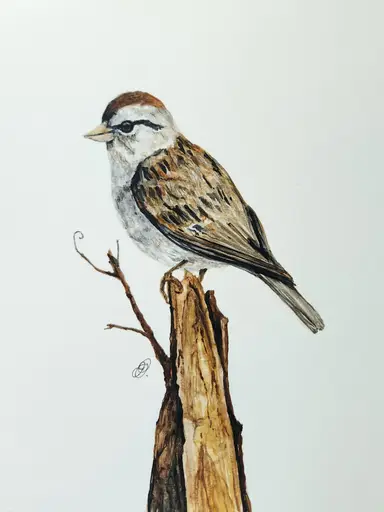 Birds again? Yes! Original Artwork