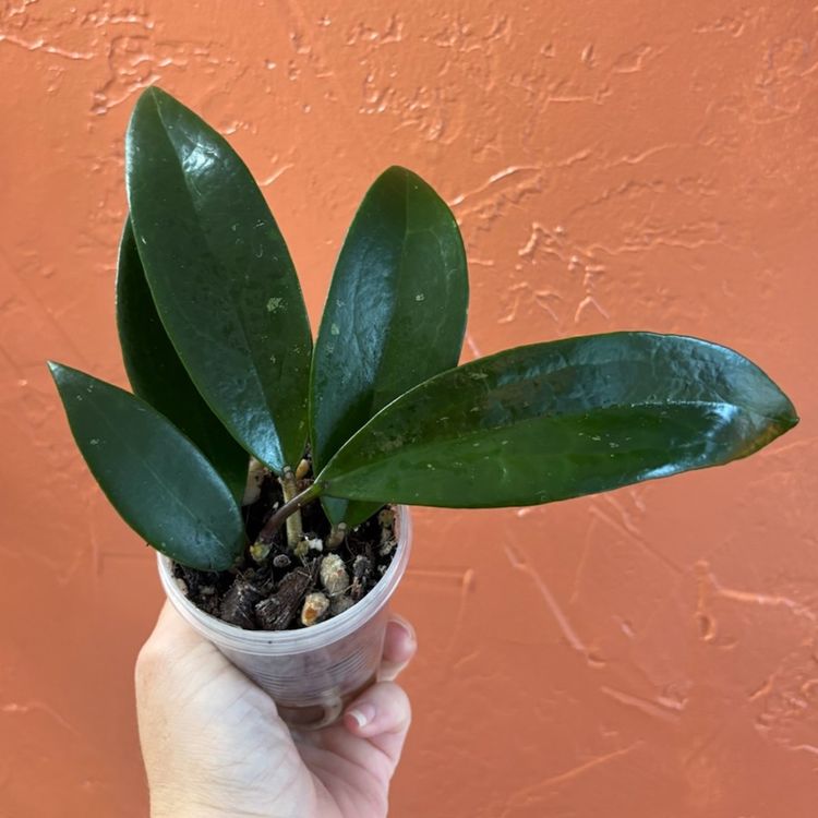 3017 Hoya ‘Tangala’ SRML 725-5 (Parasitica 2Green x unk)