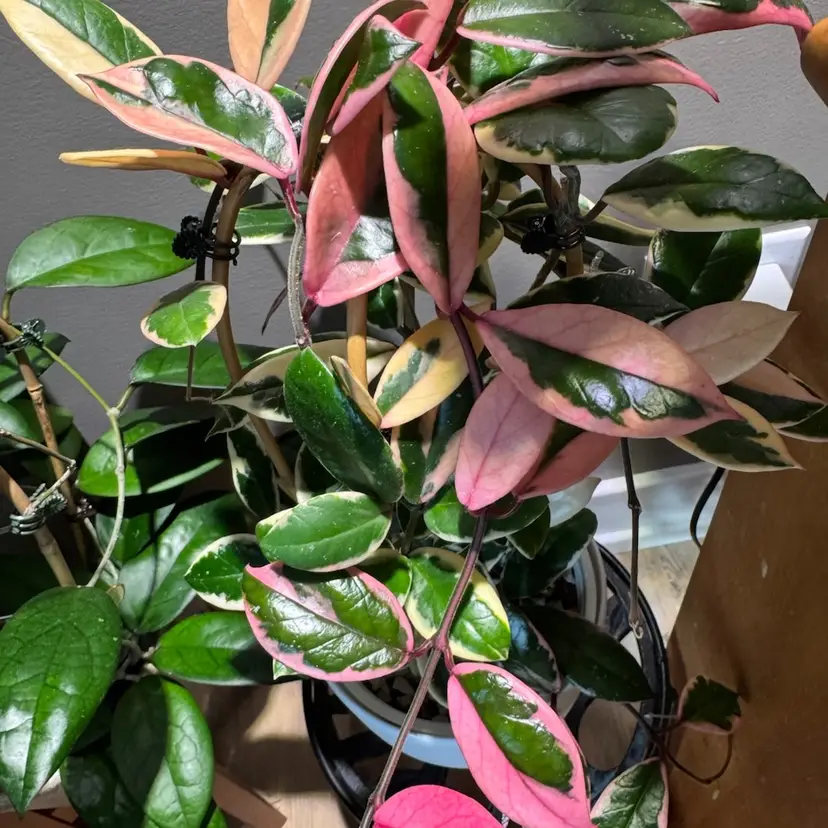 Fresh cut - Purple Pride 2 node